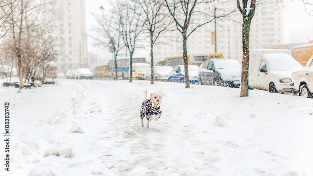 Chinese crested dog and snow