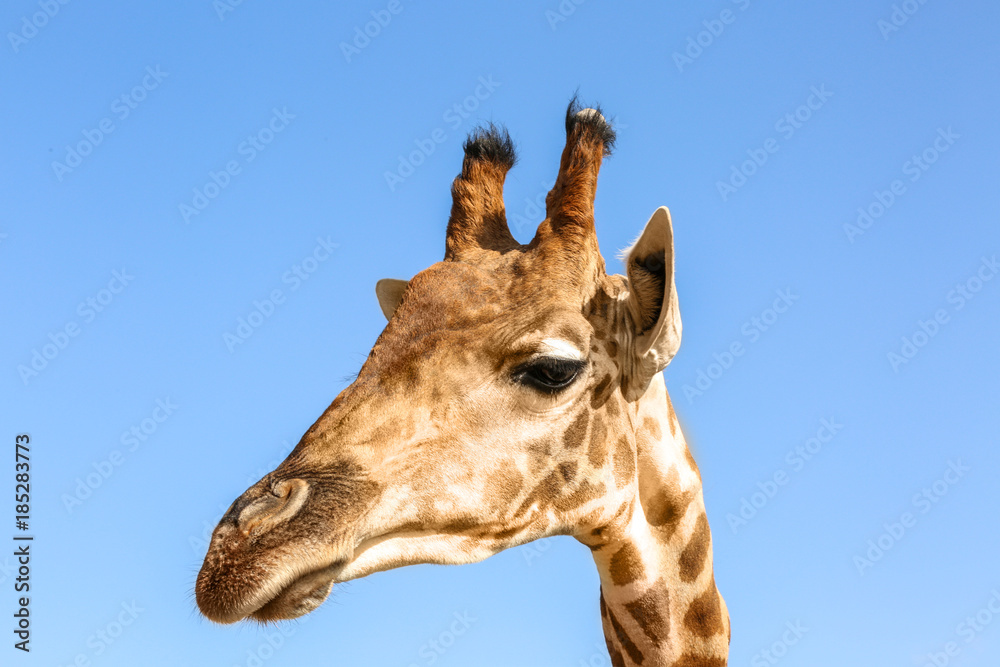 Naklejka premium Cute giraffe against blue sky