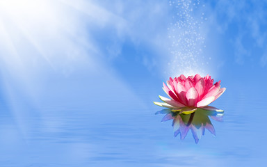 Papier peint photo Fleur de lotus Lotus magique flottant sur l'eau  © cooperr