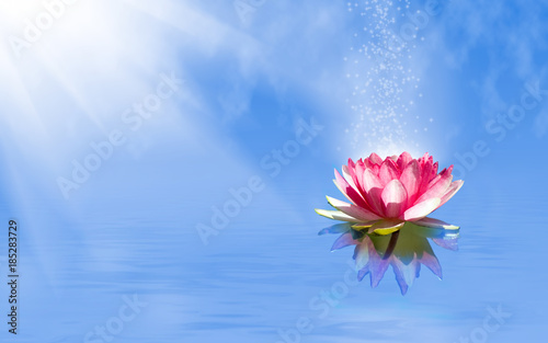  magic lotus flower on the water