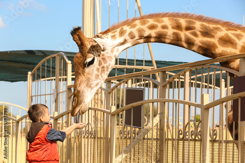 Photography Little boy feeding giraffe in zoo