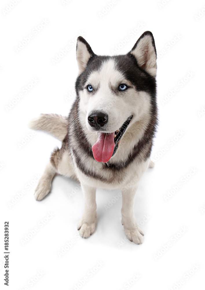 Cute Husky dog on white background