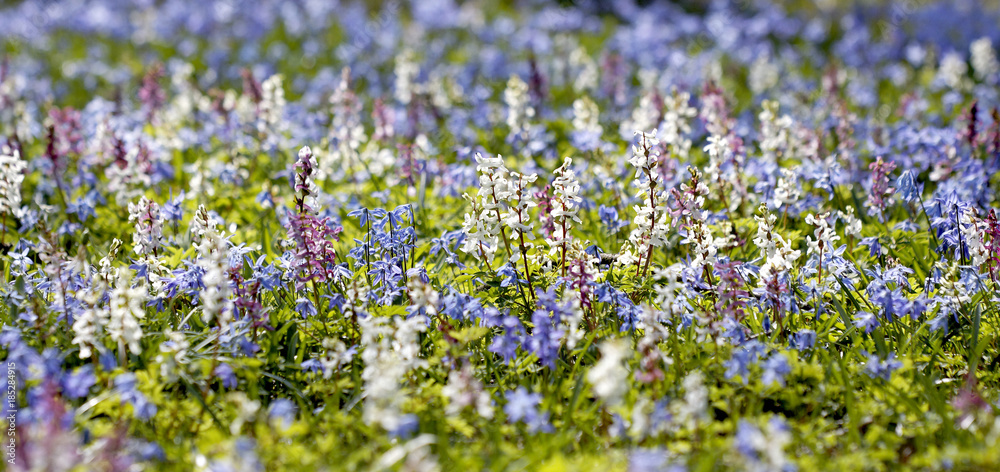 Lerchensporn und Blausterne Lerchensporn und Blausterne
