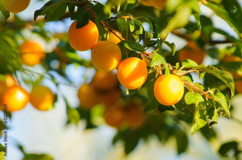 fruit orange cherry plum in sunlight