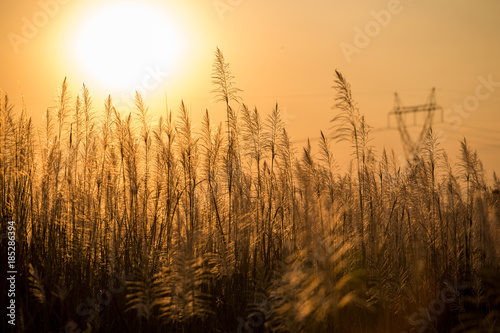 Blurred grass in sunset with High voltage pole background.