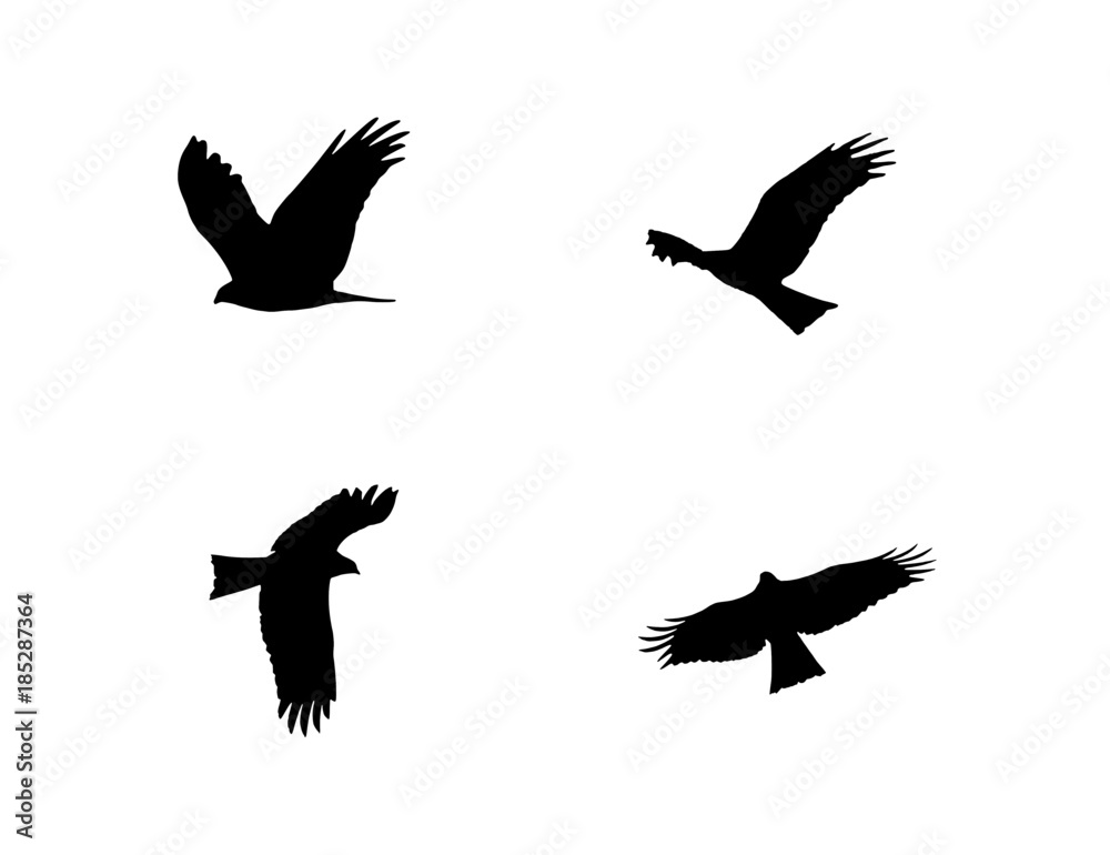 Obraz premium Eagle Various Flying Formation poses black clean plain vector Illustration