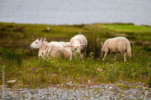 Fototapeta Naklejka Na Ścianę i Meble -  Free grazing sheep on the coast of Scotland