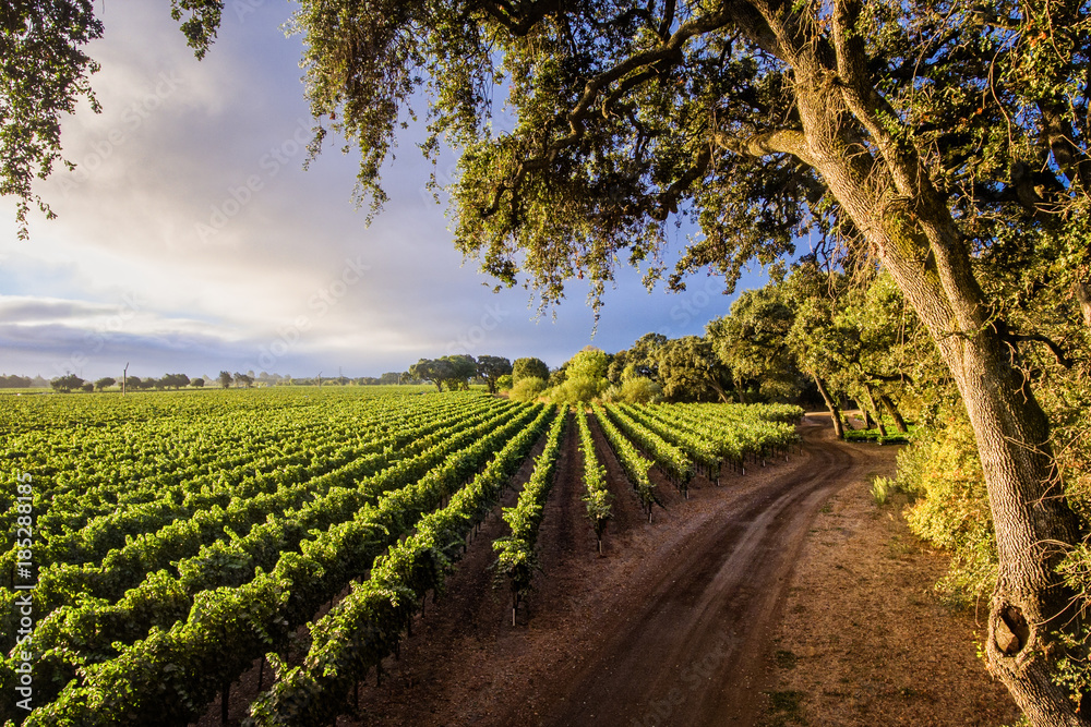 Naklejka premium Wine Country Chardonnay