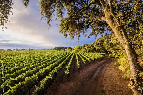 Wine Country Chardonnay