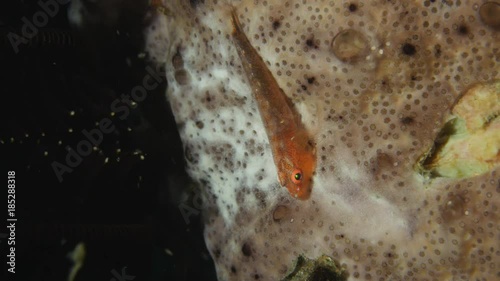Whip coral goby - Bryaninops yongei photo