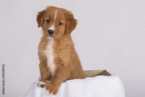 Toller Pup 1