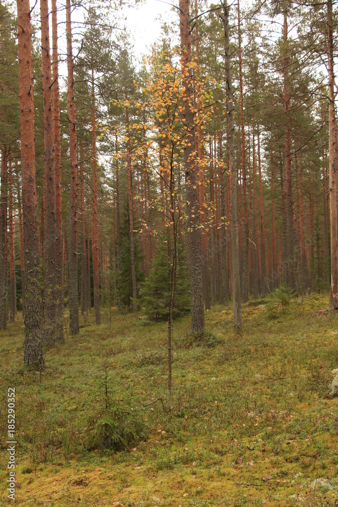 Fototapeta premium trees in the forest