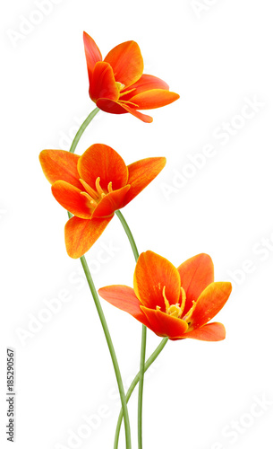 A flower of liliaceae tulip bouquet