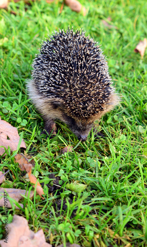 Igel2 photo