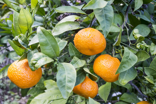 Tangerine tree