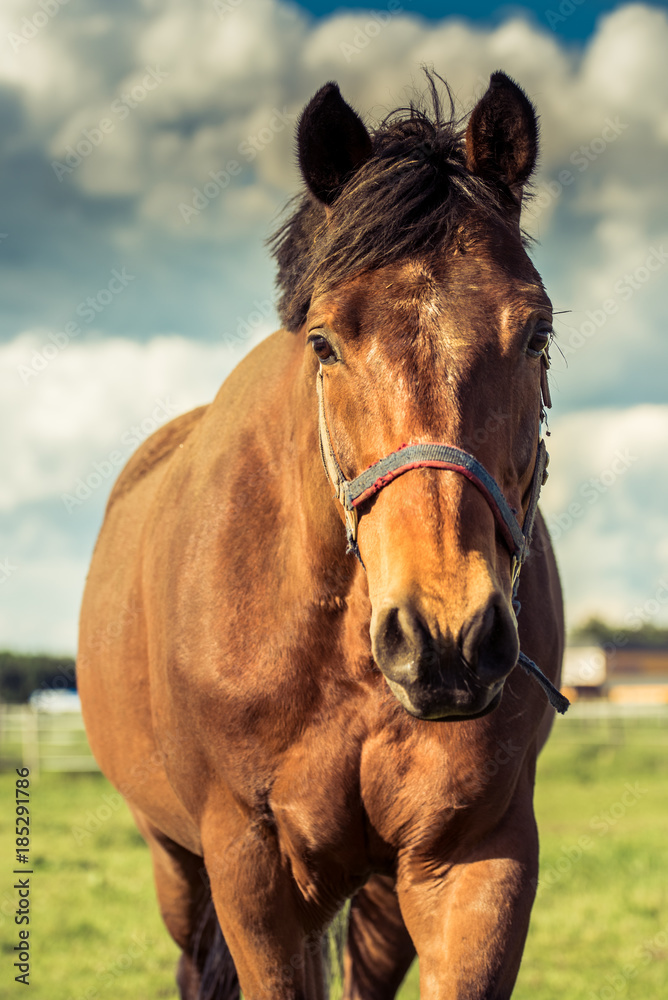 Obraz premium Horse close