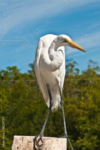 Great egret / Great Egret, seabird, poised to catch a scrap of fish being thrown by a fisherman filleting a fish at the marina fish cleaning station on the Gulf of Mexico