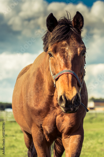 Horse close © Przemyslaw Iciak