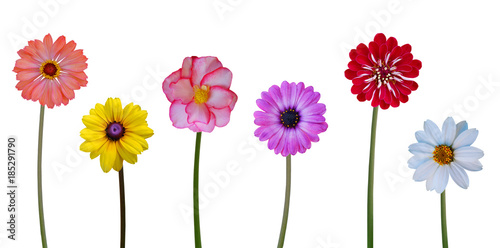 Collection flowers on white background
