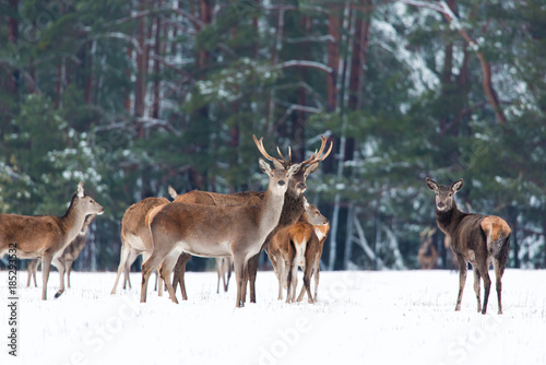 Winter wildlife. Group of noble deers Cervus elaphus in winter forest. Selective focus © Nikolay N. Antonov
