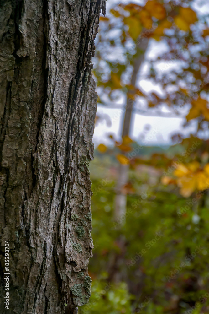 Fototapeta premium Maple tree with Forest Background