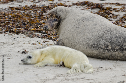 Seal baby on Helgoland