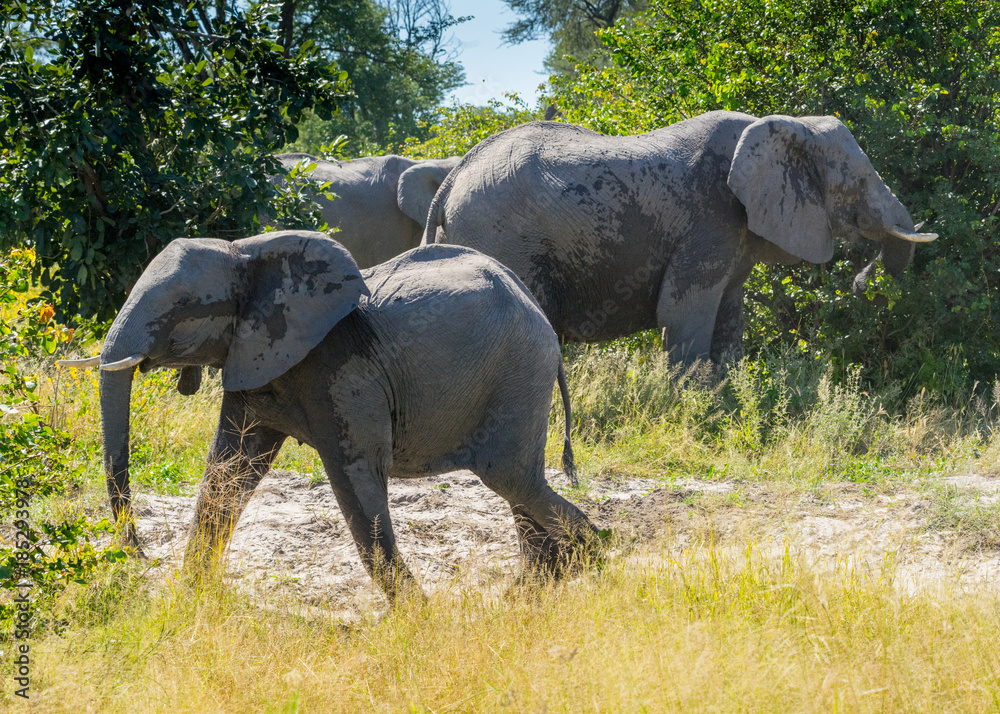 Fototapeta premium Baby elephant