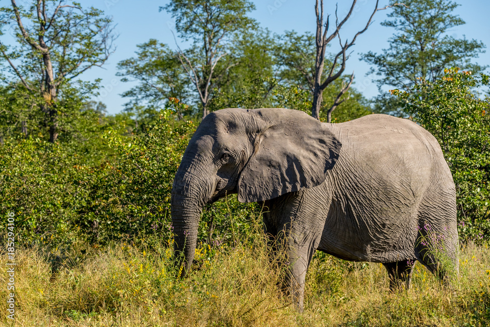 African elephant in the Okavango Delta