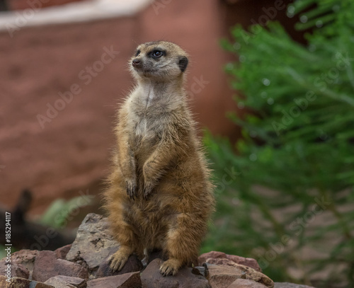 Meerkat on the lookout © Maghfoor