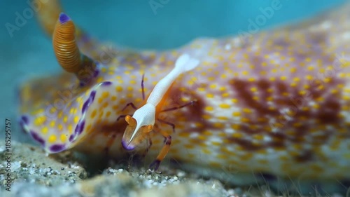 Emperor Shrimp (Periclimenes imperator) on Nudibranch (Ceratosoma trilobatum) photo