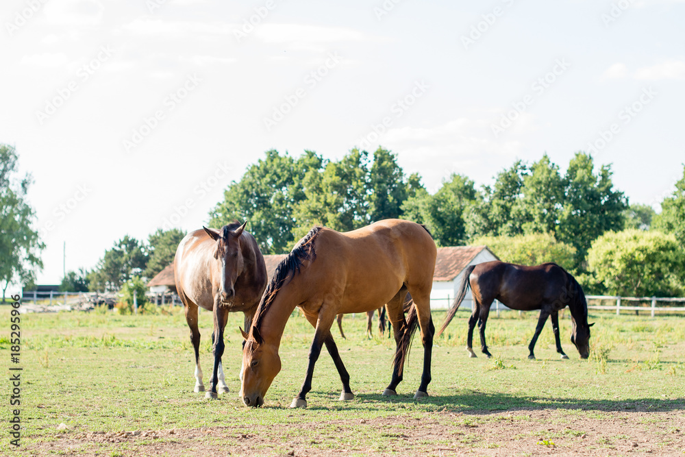 Horses enjoying on a field