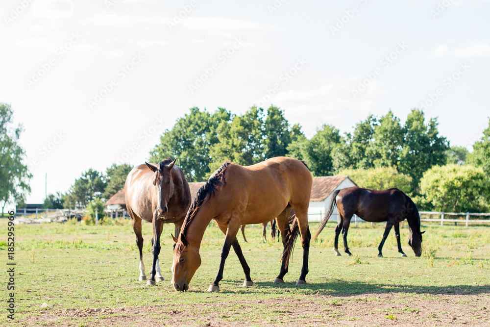 Horses enjoying on a field Horses enjoying on a field