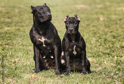 American Pit Bull Terrier 