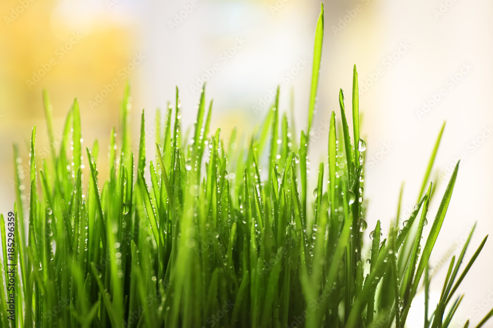 Fresh wheat grass on blurred background, closeup Fresh wheat grass on blurred background, closeup