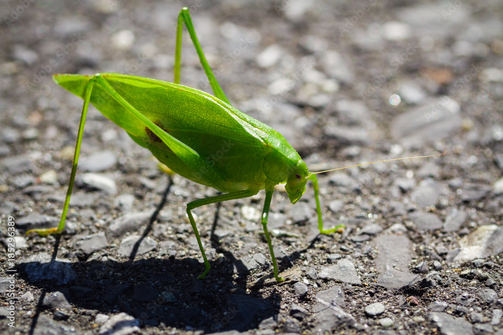 Grasshopper Grasshopper