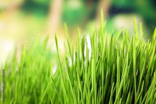 Fresh wheat grass on blurred background, closeup