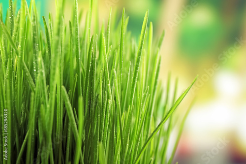 Fresh wheat grass on blurred background, closeup