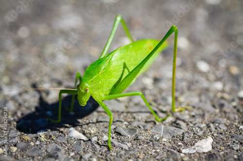 Grasshopper