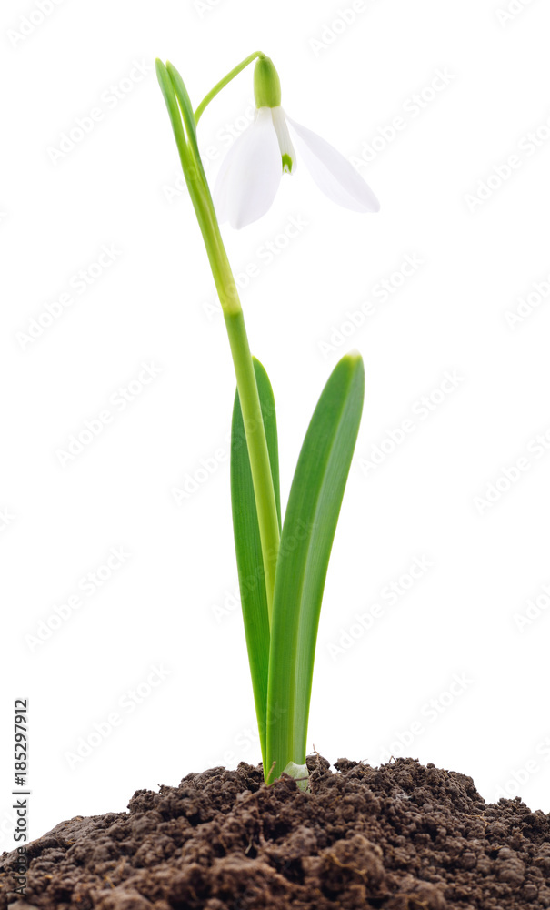 Snowdrops on white. Snowdrops on white.