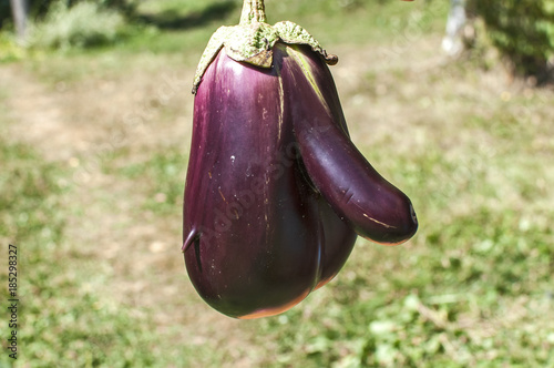 Funny shaped eggplant closeup on garden background