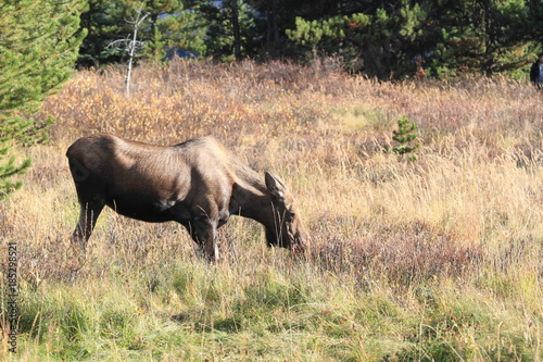Closeup of a female moose near Jasper and Maligne Lake  Canada
