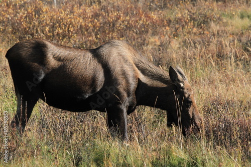 Closeup of a female moose near Jasper and Maligne Lake, Canada