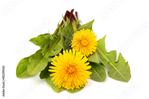 Fototapeta Naklejka Na Ścianę i Meble -  Dandelion flower with fresh leaves isolated.