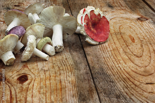 Group mushrooms russule red, green and purple scattered on the table.Selective focus.Concept freshly harvested fungus.Free space.Wooden background.Horizontal shot