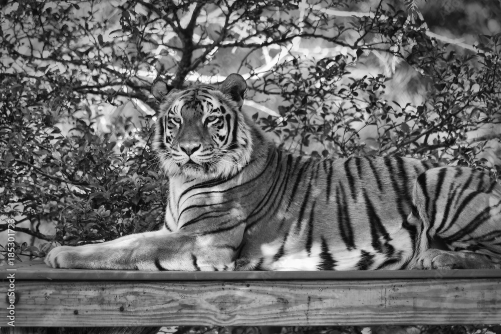 A Tiger Portrait in Black and White A Tiger Portrait in Black and White