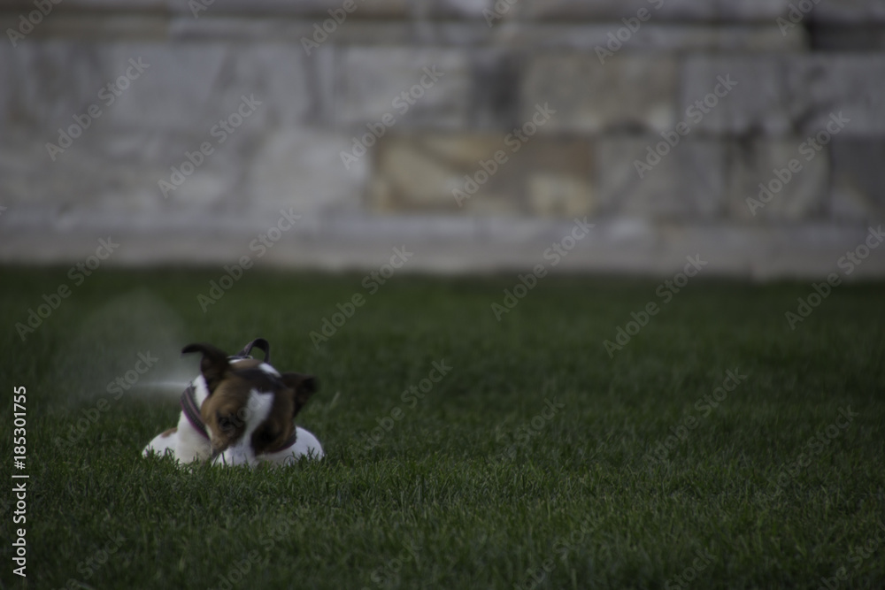Dog Playing at Campo Santo, Pise Dog Playing at Campo Santo, Pise