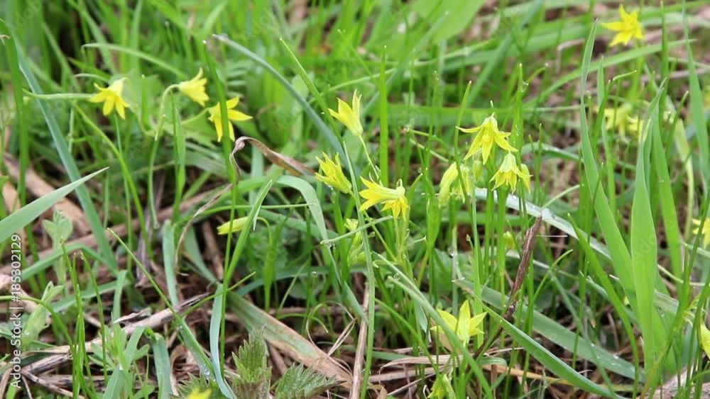 Flowers Gagea lutea (Star-of-Bethlehem) plant, blossoming at the beginning of spring.
Flowers Gagea lutea (Star-of-Bethlehem) plant, blossoming at the beginning of spring.