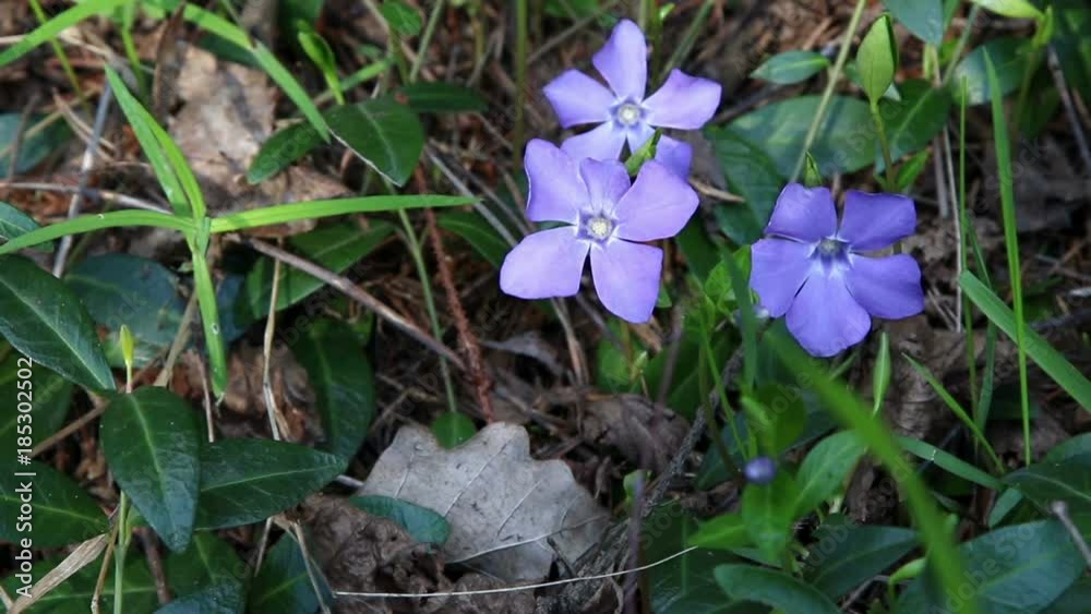 Periwinkle (lat. Vinca minor) - purple blue spring flowers, blossoming in early spring.
Periwinkle (lat. Vinca minor) - purple blue spring flowers, blossoming in early spring.