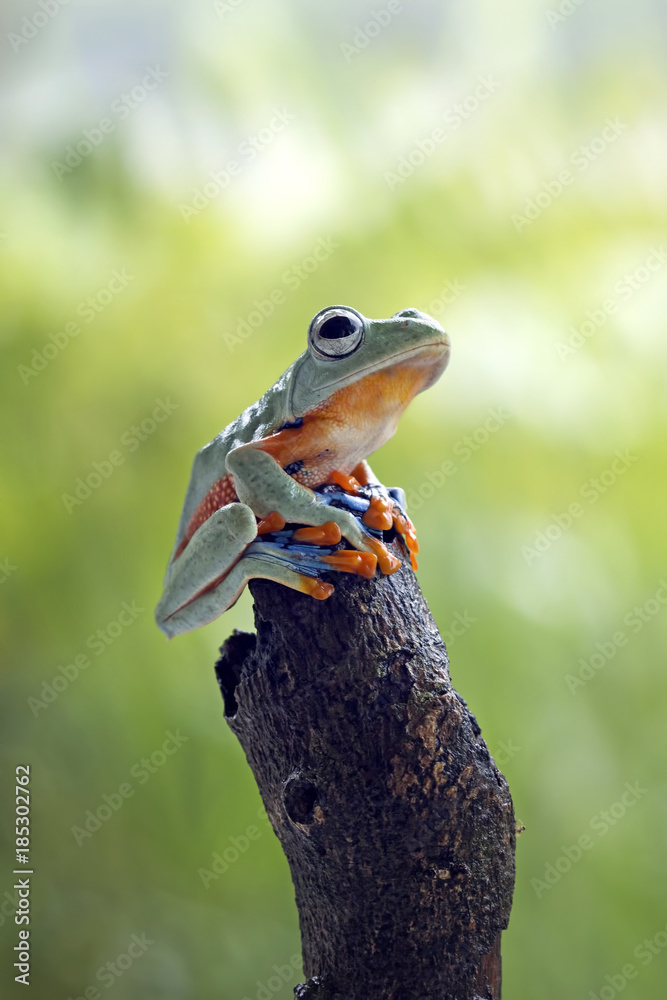 Obraz premium Tree frog, Javan tree frog, flying frog