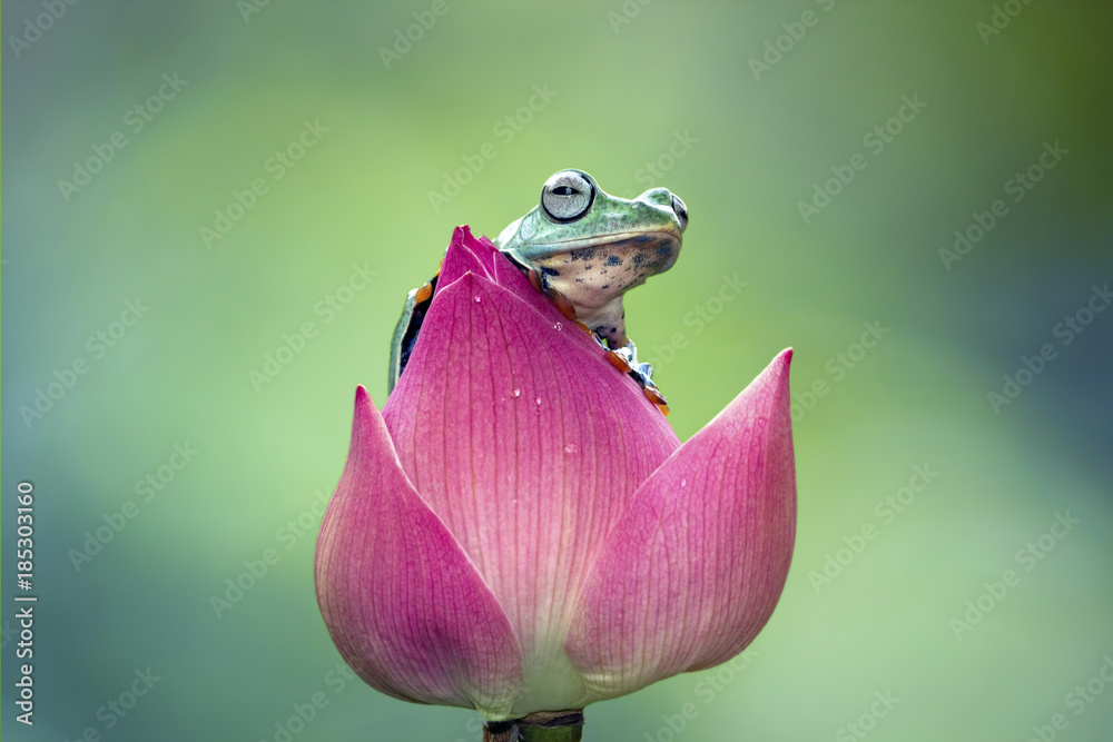 Obraz premium Tree frog, flying frog, Javan tree frog